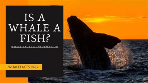 whale fish|Why Whales Are Mammals and Not Fish .